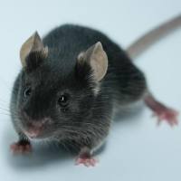 C57BL/6小鼠 长期供应出售SPF级 