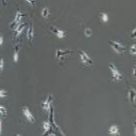 大鼠原代少突胶质细胞