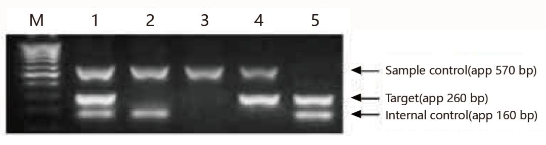 一文教你如何对付支原体污染