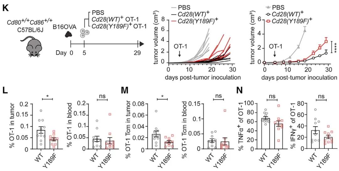 文献速递  T细胞自我激活新机制，增强抗肿瘤能力
