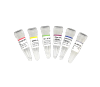 cDNA第一链合成试剂盒：Robust First Strand cDNA Synthesis Kit （+gDNA clearer）（R414）