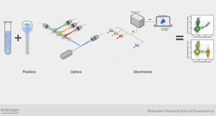 美天旎MACSQuant流式细胞仪介绍