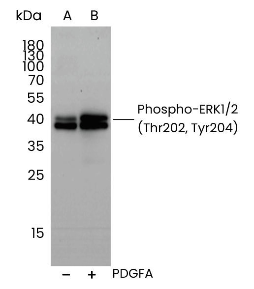 信号转导的风暴中心：ERK1/2