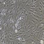 大鼠原代角膜内皮细胞
