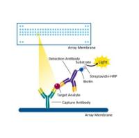 人细胞因子-27因子Panel