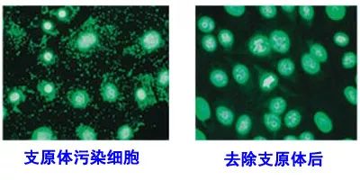 一文教你如何对付支原体污染