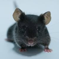 APOE小鼠（动脉粥样硬化）【开学活动价 10送2】