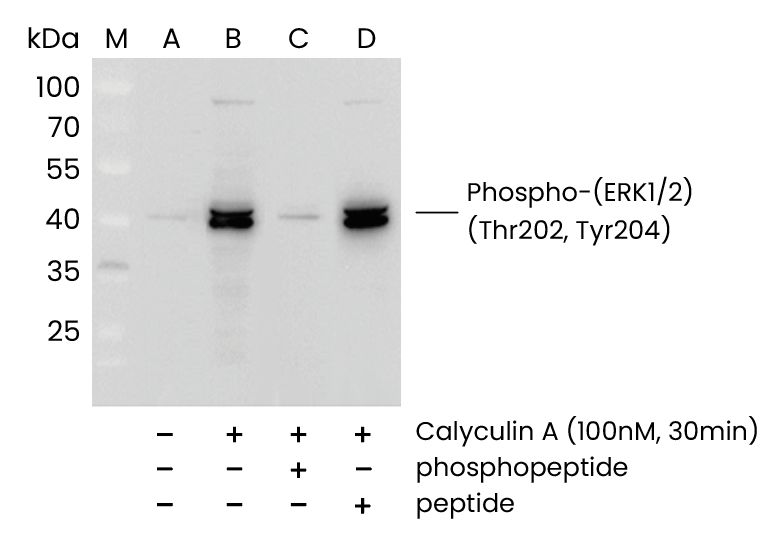 信号转导的风暴中心：ERK1/2