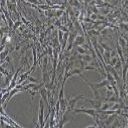 大鼠原代脑微血管内皮细胞