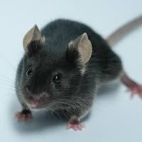 技术服务（净化、冷冻、快速扩繁、胚胎复苏）