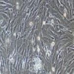 大鼠原代羊膜间充质干细胞