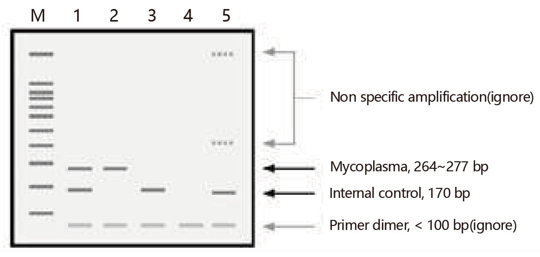 一文教你如何对付支原体污染