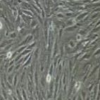 兔原代颈动脉内皮细胞