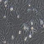 大鼠原代脑血管成纤维细胞