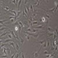 兔原代肠粘膜上皮细胞