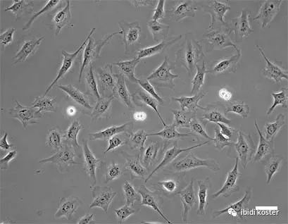 优化相差显微镜成像解决方案