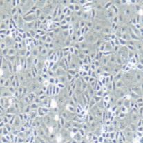 兔原代肝窦内皮细胞