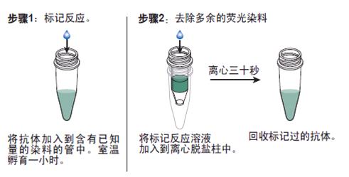 DYRK1A抗体分子标记技术