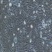 兔原代膀胱基质成纤维细胞