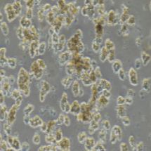 兔原代肝实质细胞