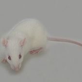 NXG （B、T、NK免疫细胞缺失小鼠）(NOG NSG)