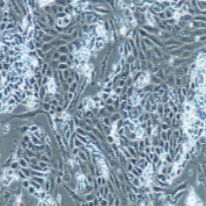 兔原代结肠粘膜上皮细胞