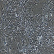 兔原代子宫内膜上皮细胞