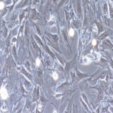 兔原代膀胱平滑肌细胞