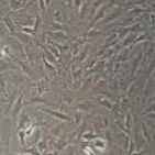 兔原代纤维环细胞