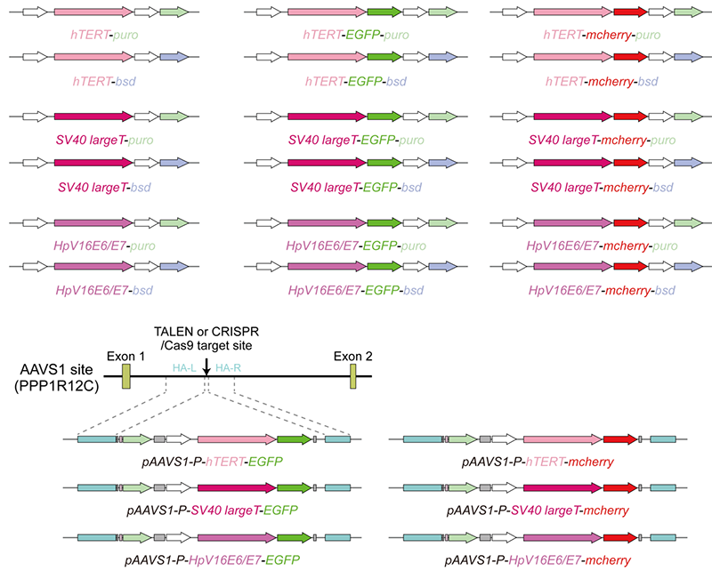 厦门逸漠细胞永生化技术服务