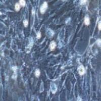 兔原代滑膜成纤维细胞