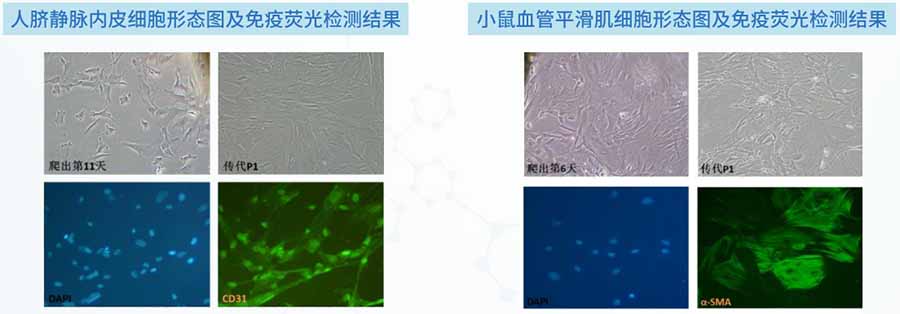 厦门逸漠原代细胞培养技术服务