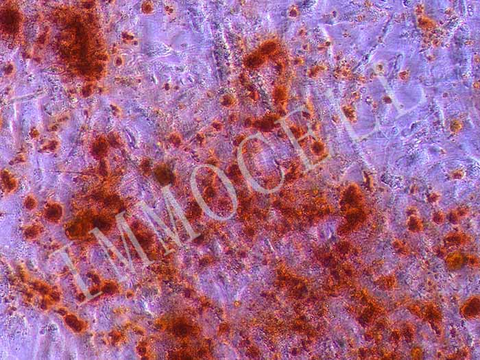 间充质干细胞成骨诱导分化试剂套装