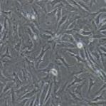 兔原代滑膜间充质干细胞