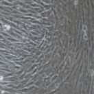 兔原代骨髓基质干细胞