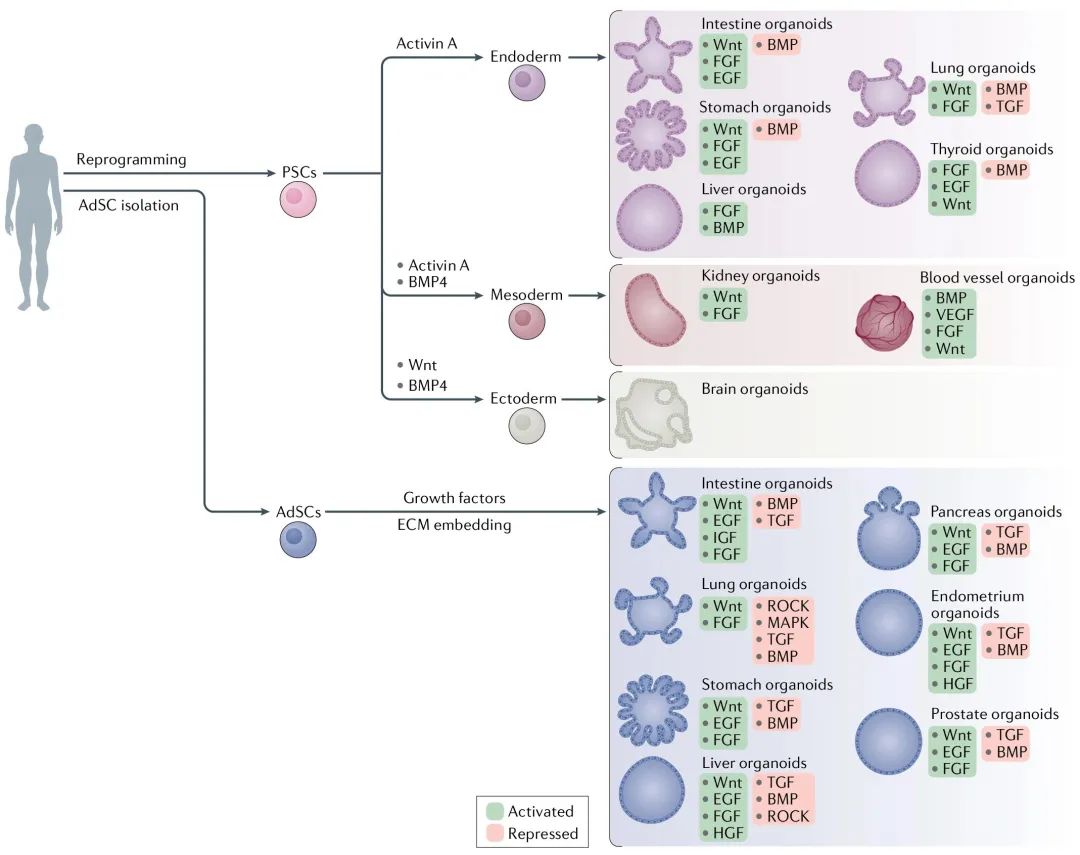 类器官培养与分化研究中的细胞因子