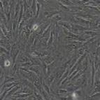 兔原代角膜基质细胞
