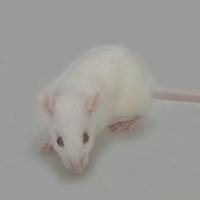 SHR（高血压大鼠）