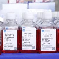 RENCA+luc 细胞专用培养基