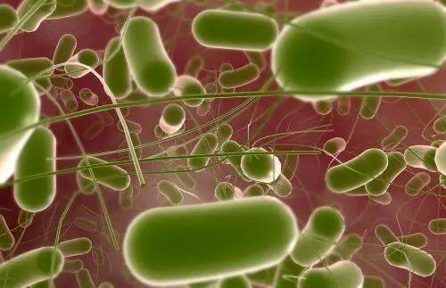 沙门氏菌介绍及检测方法、检测关键控制要点