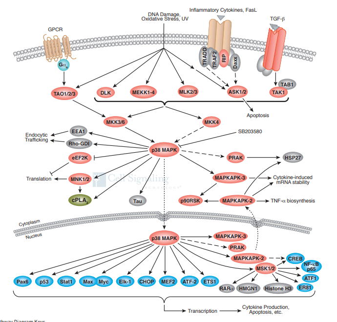 MAPK信号通路及其相关靶点