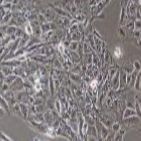 猪原代肺微血管内皮细胞