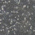 猪原代肾小球系膜细胞