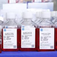 LLC+GFP 细胞专用培养基/LLC/GFP细胞| 镜像绮点（Cellverse）