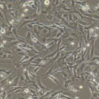 兔原代脐静脉内皮细胞