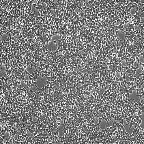 人胚肾细胞HEK-293T