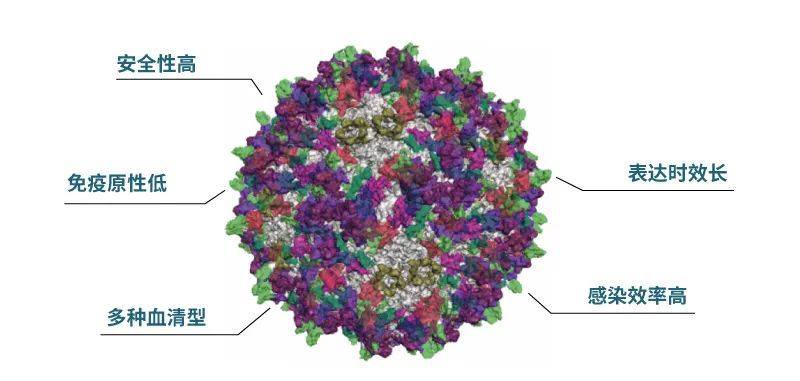 突破基因治疗的 AAV 文库之旅