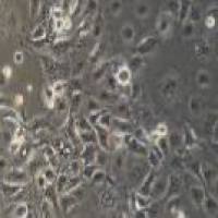 羊原代乳腺上皮细胞