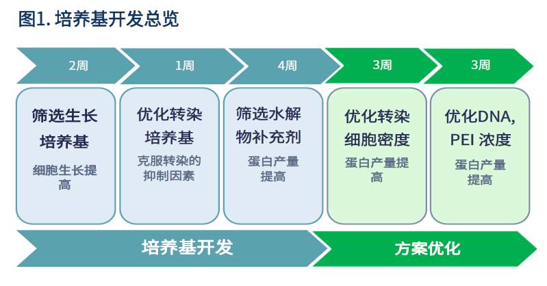 【分享】开发高效瞬转工艺 加速抗体药物研发进程