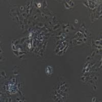 NCI-H292 人肺癌细胞(淋巴结转移)